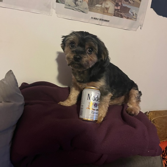 Meet your Posher, Cristian - Picture 1 of 1